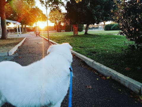 Dog Walker Bari