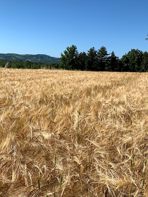 EREDITA' DAL PASSATO di Anedda Marco