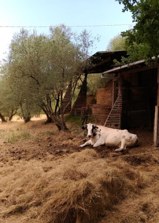 Fattoria e Agriturismo Il Frassine