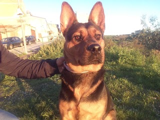 Ambulatorio Veterinario Dr. Paolo Di Gesù