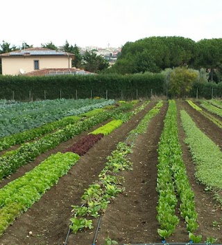 BORZACCHI Azienda Agricola - Vendita diretta FRUTTA e VERDURA a Km 0