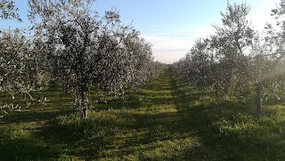 Oleificio San Francesco Società Cooperativa