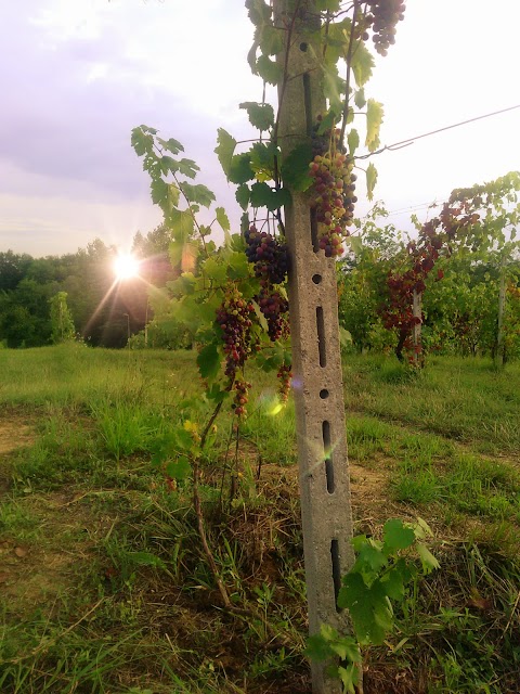 Azienda Agricola Ciabot