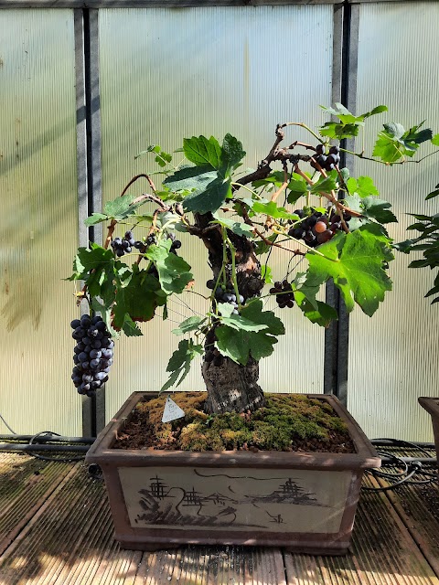 Centro Bonsai Caviglia