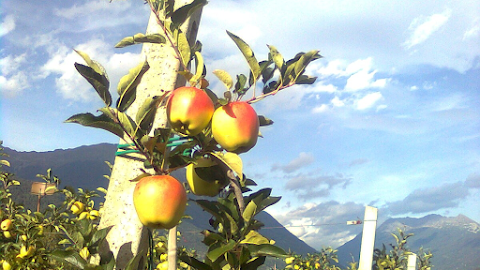 Azienda Agricola Casti