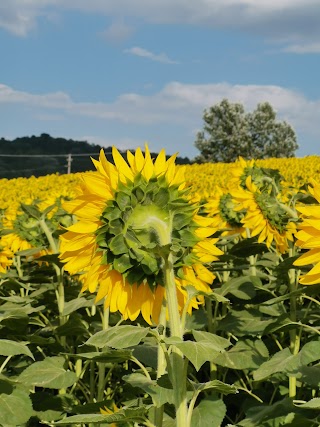 Monte Spada Agri Culture