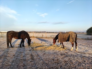 ASD Horse Club 67