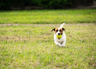 Pensione per Cani Cascina Buscaglia