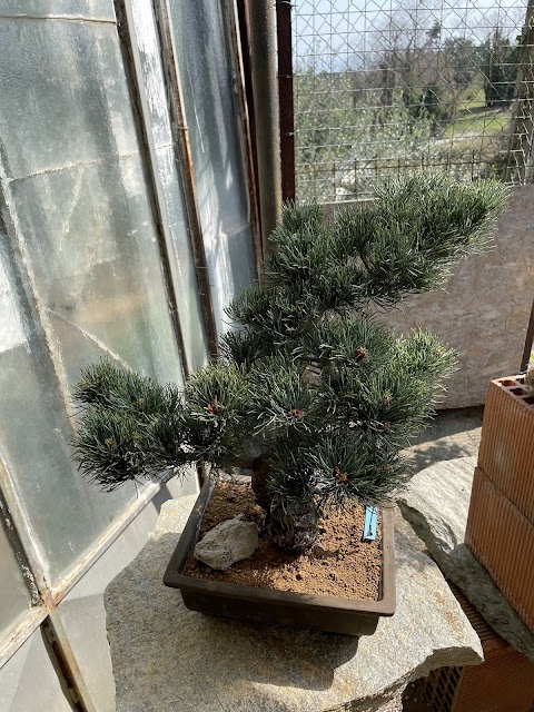 Centro Bonsai Caviglia