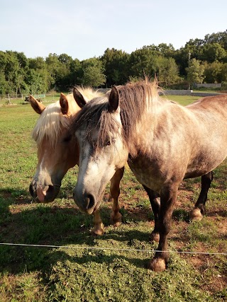 Azienda Agricola Paolo Purić Passeggiate a Cavallo e Giri in Carrozza