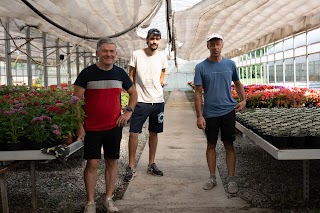 Floricultura GeG - vivaio - vendita piante - ingrosso e dettaglio - fiori