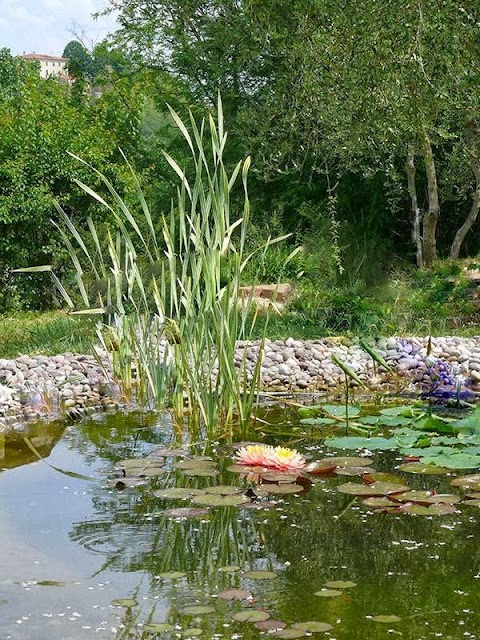 Azienda Agricola Nymphaea alba