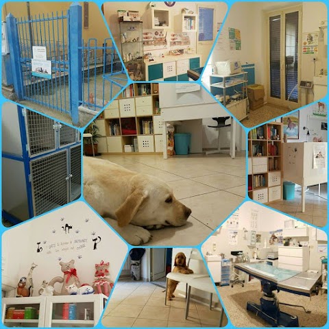 Ambulatorio Veterinario Dott.ssa Cerini Rita