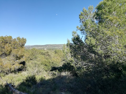 Riserva naturale orientata Pino d'Aleppo