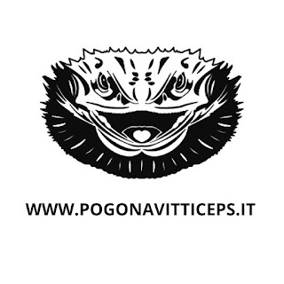 Pogona Vitticeps Shop