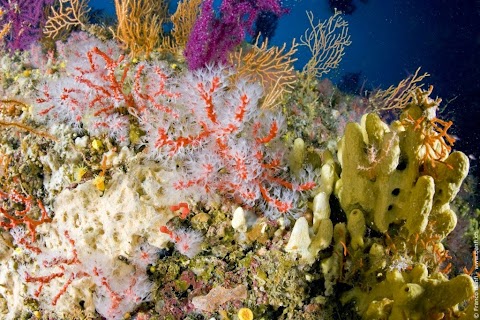 Associazione Nemo per la Diffusione della Cultura del Mare - Ischia