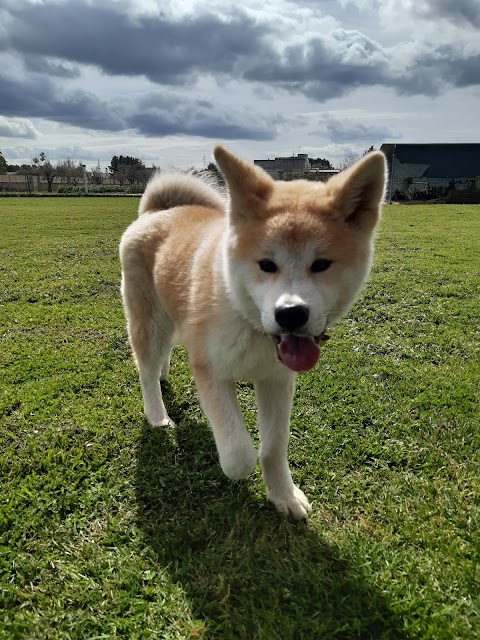 Pensione/Asilo per cani di Salvatore Congedo