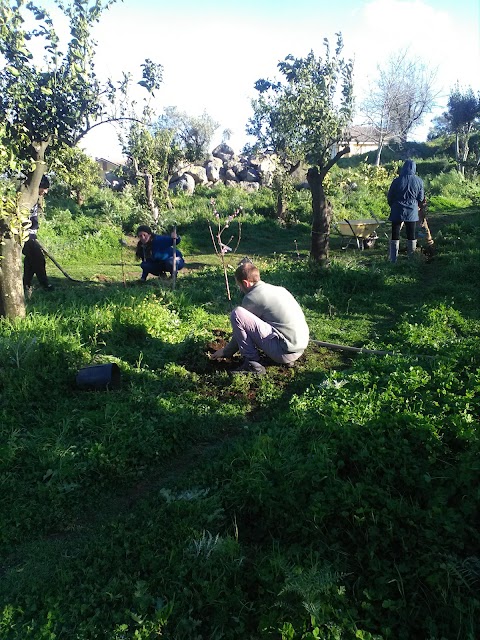 Jacaranda Center - Grounding Institute