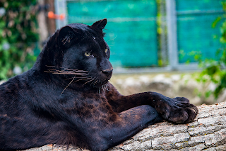 Zoo Delle Maitine