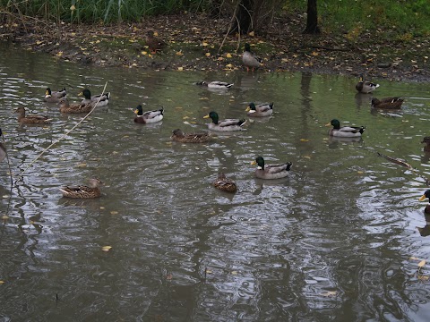 Park "Borov Gozdiček" "Borovci"