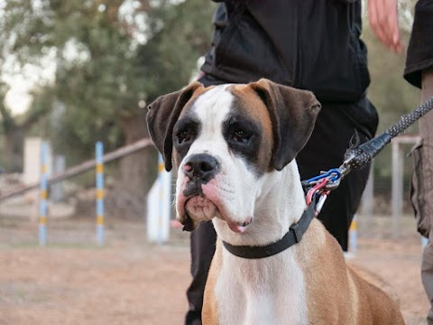 Centro Cinofilo "Malpelo" - Pensione Cani Addestramento Agility Dog