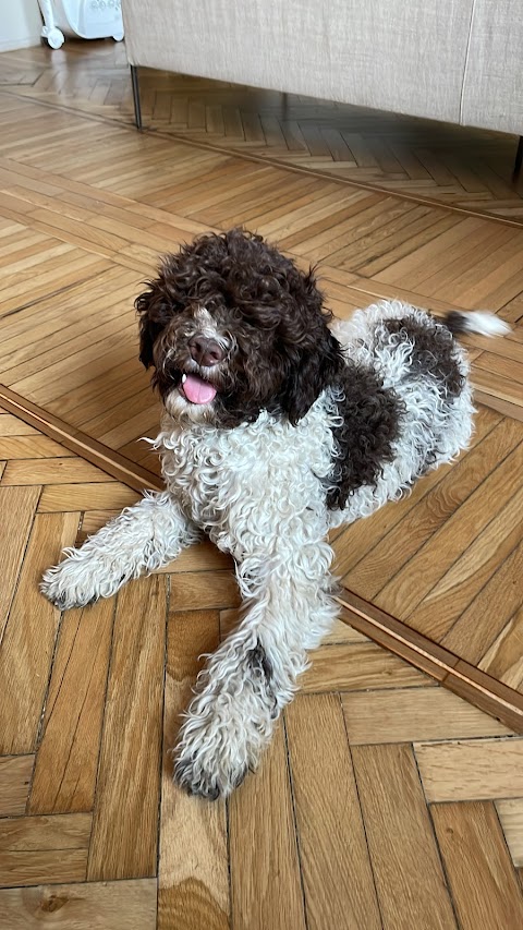 Allevamento Lagotto Romagnolo del Carpino Nero di Andrea Langianni