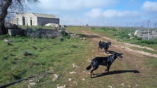 Clinica Veterinaria Battelli