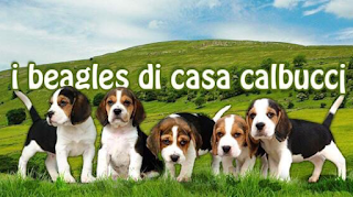 I Beagles di Casa Calbucci