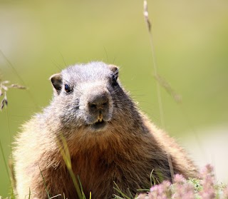 Al Villaggio delle Marmotte