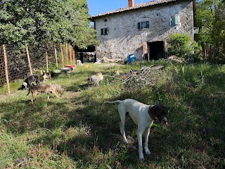 Slega il Cane onlus