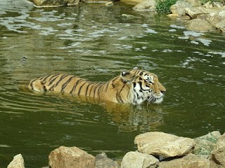 Safari de Peaugres