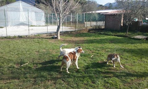 Pensione Per Cani Dacia Azienda Agricola Dacia Di Beani Gabriele