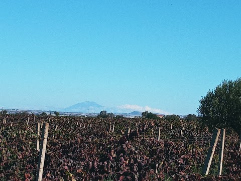 Vigna di Pettineo