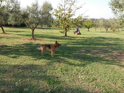 Pensione Cani in Vacanza