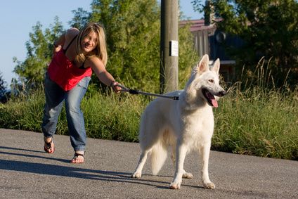 Pet Shop Store Alimenti ed Accessori per cani e gatti OnLine