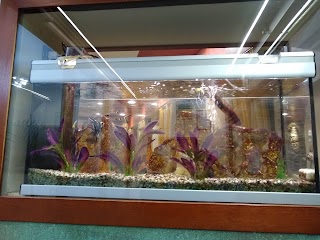 Ristorante Pizzeria Acquario