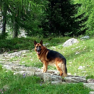 Clinica Veterinaria Battelli