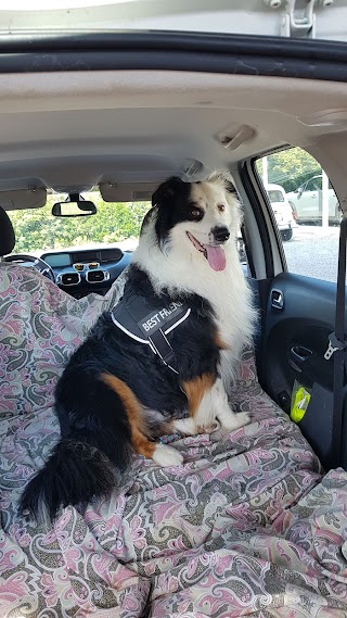 Ambulatorio Veterinario Gino Modenese