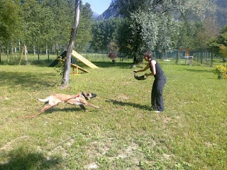 SCOV Cani da Soccorso