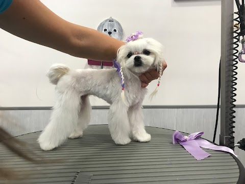 Marcella Professional Groomer Toelettatura&Spa