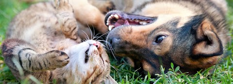 Pensione per Cani e Gatti Gli Ulivi Di Belletrutti Fulvio