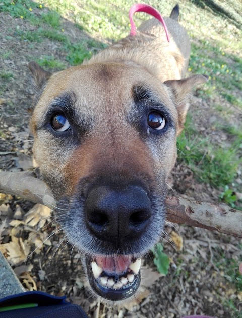 Ambulatorio Veterinario Kennedy, Dei Dr. Chiesi Fossati