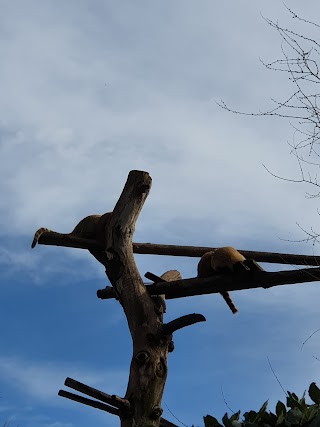 Recinto dei coati