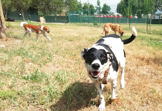 Che Vita Da Cani - centro cinofilo