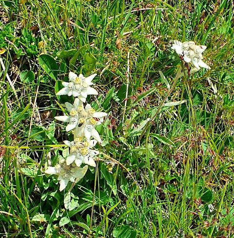 Rifugio Vajolet