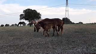 Masseria Chianca - Le rose