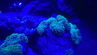 ReefSnow.com