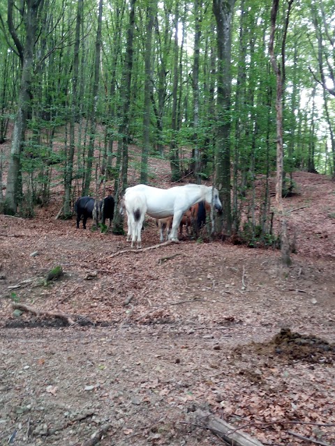 Monte Valoria