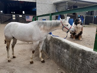 Il Grande Ranch - Passeggiate a cavallo