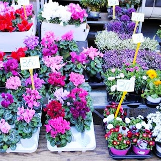 flowers market